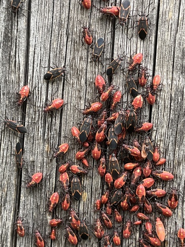 Eastern Boxelder Bug