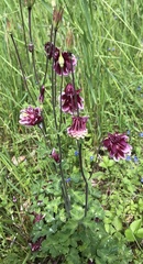 Aquilegia atrata