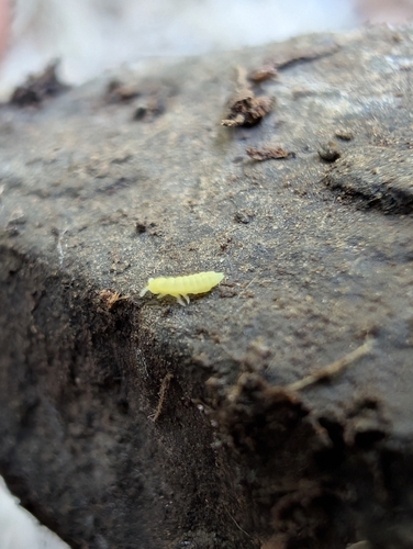 Golden Snow Flea