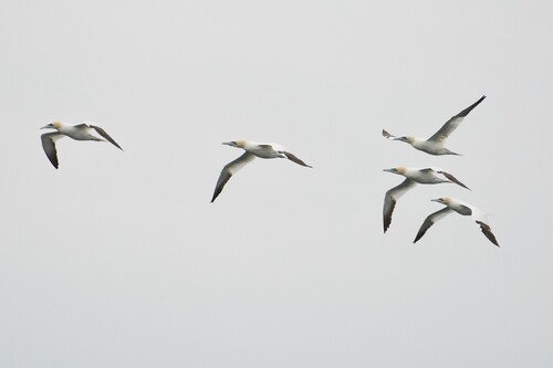 Northern Gannet