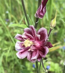 Aquilegia atrata