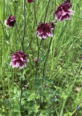 Aquilegia atrata