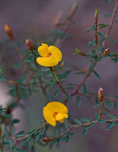 Pultenaea reflexifolia (J.H.Willis) de Kok