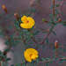 Pultenaea reflexifolia - Photo (c) Chris Clarke,  זכויות יוצרים חלקיות (CC BY), הועלה על ידי Chris Clarke