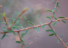 Pultenaea reflexifolia