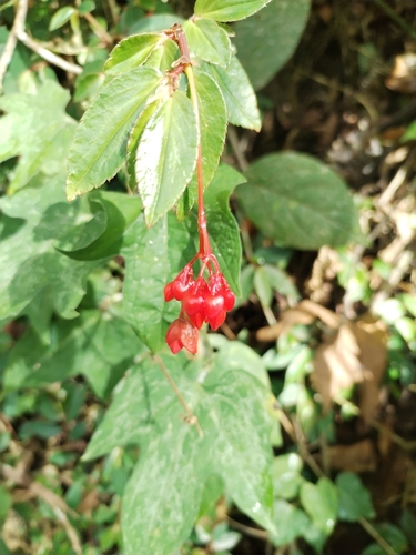 Begonia foliosa observed 2026-10-02
