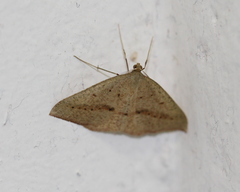 Palaeaspilates inoffensa