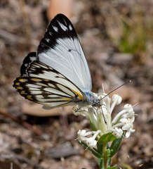 Belenois java teutonia