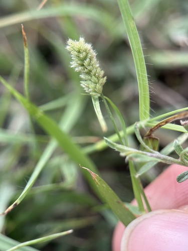 Eragrostis ciliaris observed 2026-08-08