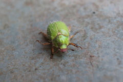 Brachysternus prasinus