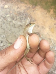 Anolis etheridgei
