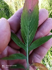 Cheirolophus sempervirens
