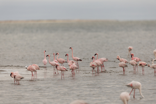 iNaturalist image