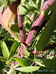 Cheirolophus sempervirens