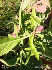 Cheirolophus sempervirens