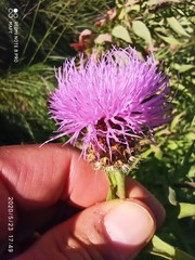 Cheirolophus sempervirens