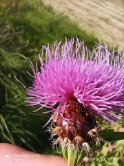 Cheirolophus sempervirens