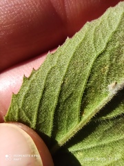 Cheirolophus sempervirens