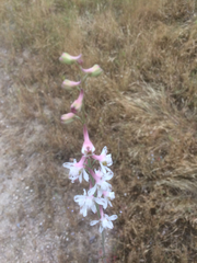 Delphinium hansenii hansenii