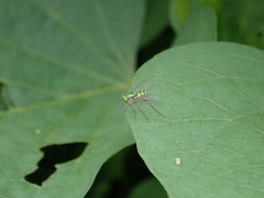 Chrysosoma globiferum