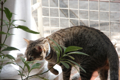 Felis catus