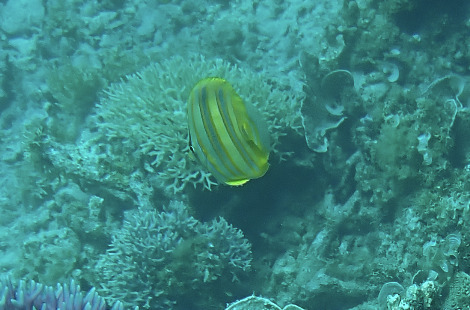 Chaetodon rainfordi observed 2026-10-10