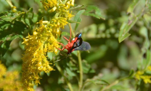 Scarlet-bodied Wasp Moth