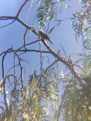 Curruca melanocephala
