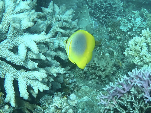 Chaetodon aureofasciatus observed 2026-10-10