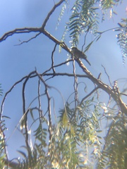 Curruca melanocephala