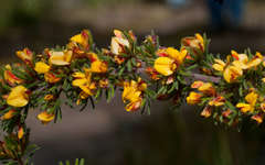 Pultenaea daltonii