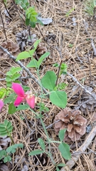 Lathyrus rotundifolius