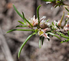 Laxmannia orientalis