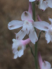 Delphinium hansenii hansenii