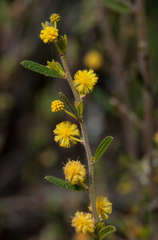 Acacia aspera aspera