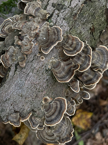 turkey-tail
