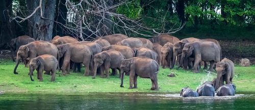 Sri Lankan Elephant