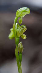 Pterostylis cycnocephala