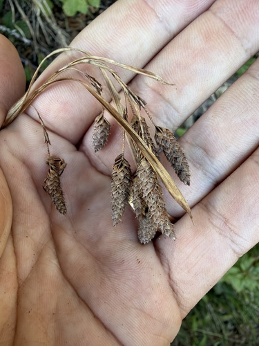 Carex mertensii, 2026-10-11