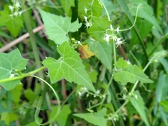 Actinostemma tenerum