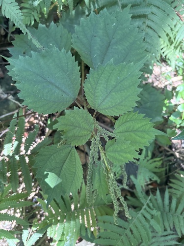 Boehmeria japonica observed 2026-10-12