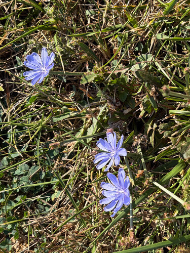 chicory