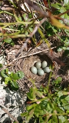 Turdus pilaris