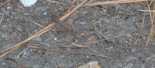 Green Anole