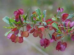 Dodonaea viscosa cuneata