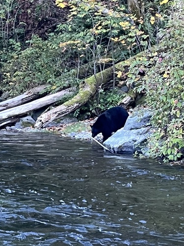 Black Bear sighting near Campbell River