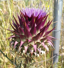 Cynara humilis
