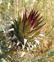 Cynara humilis