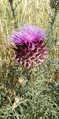Cynara humilis