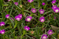 Carpobrotus modestus